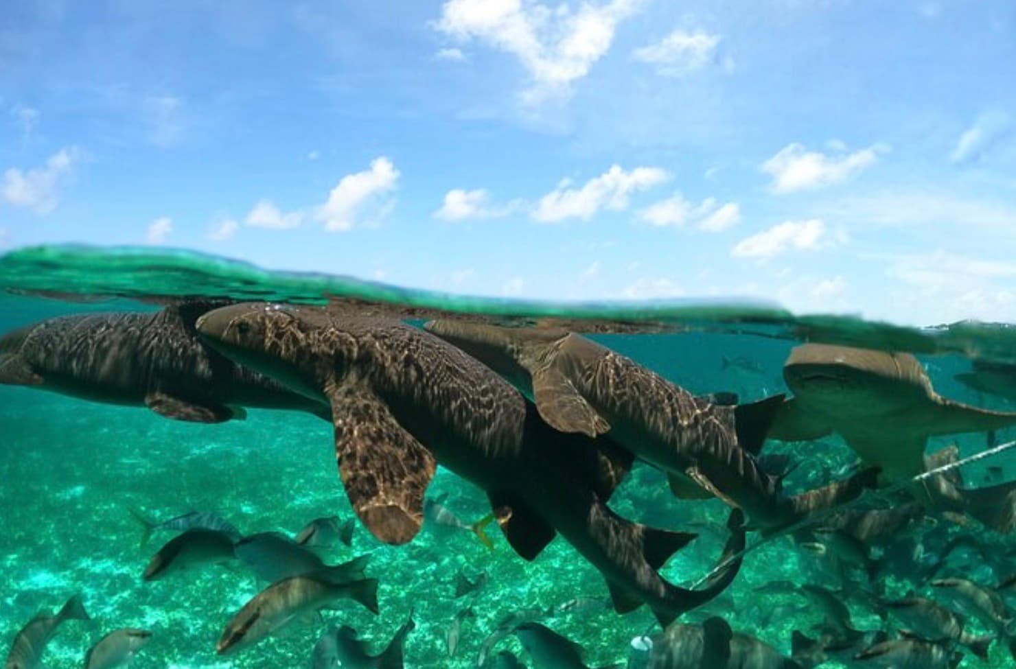 A group of sharks swims just below the water's surface in a clear, turquoise ocean.