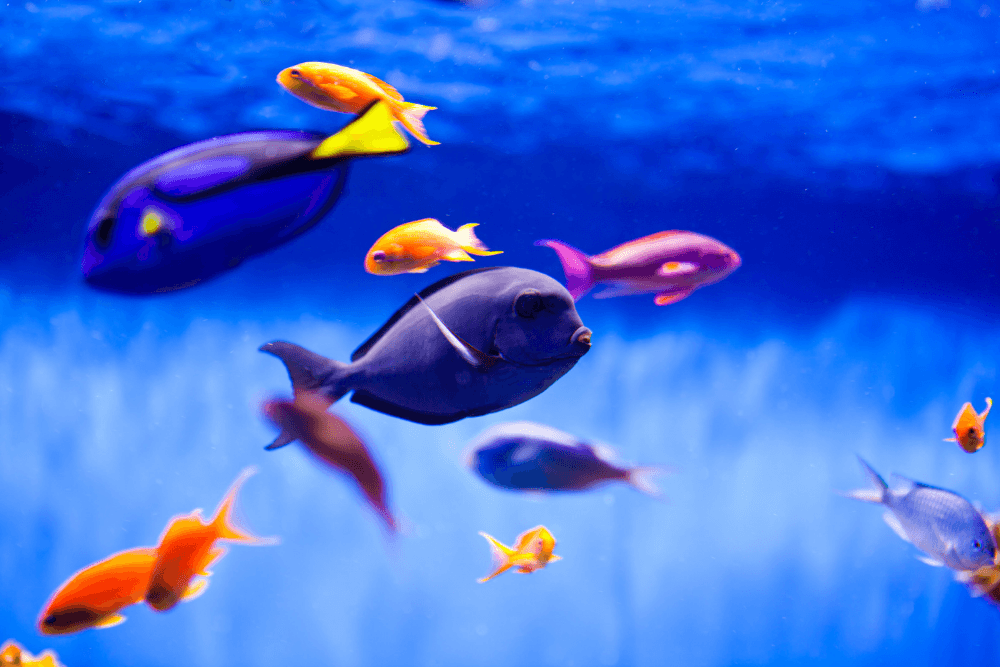 Multicolor tropical fish in blue ocean water