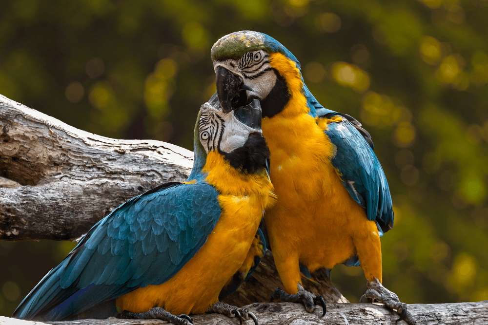 two blue and yellow parrots cuddling each other